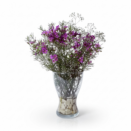 Wild Amethyst Aster