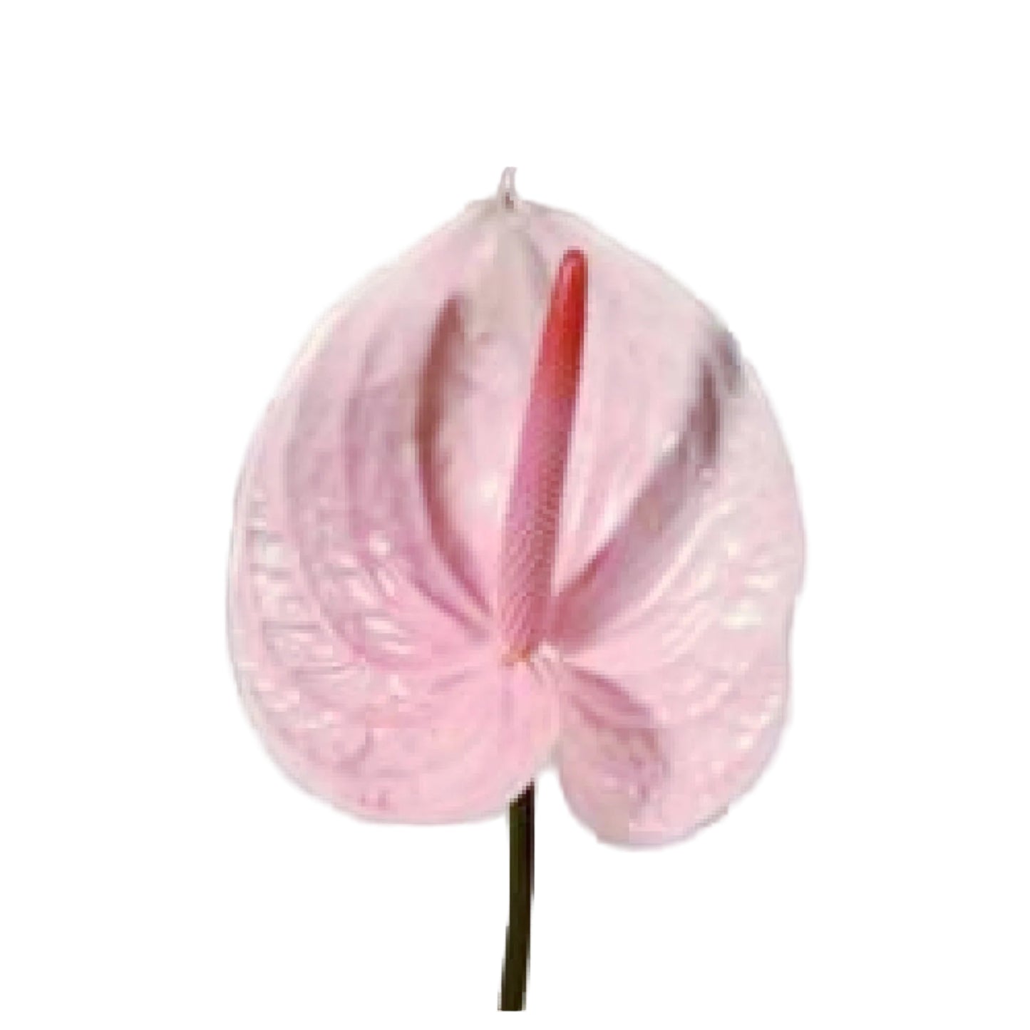 Anthurium