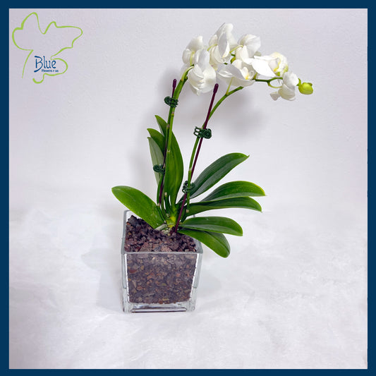 Double Treat orcheads