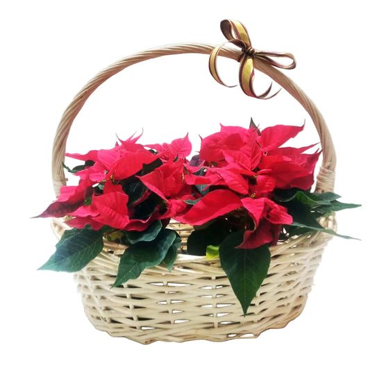The Poinsettia Basket