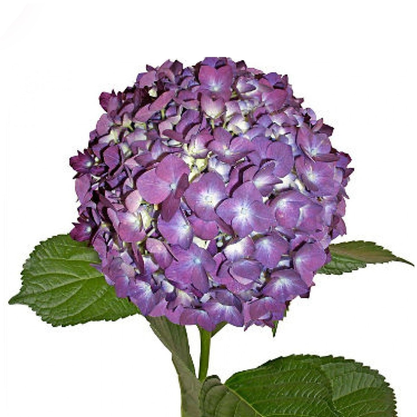 Hydrangea