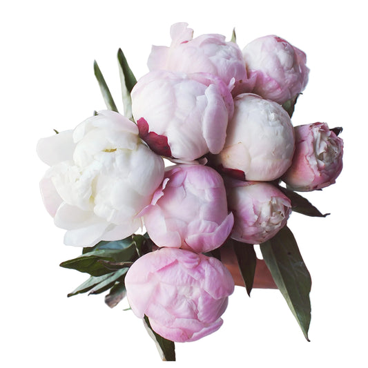 VIP Peonies