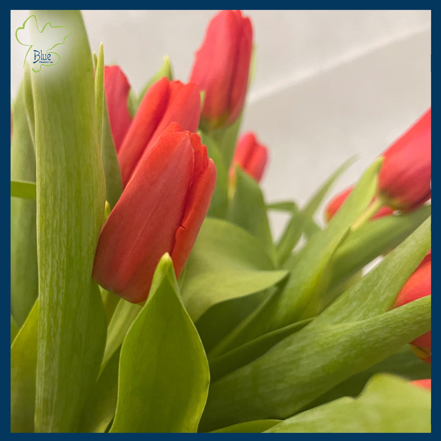 Tulips