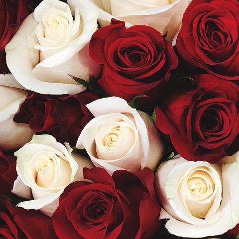 Roses