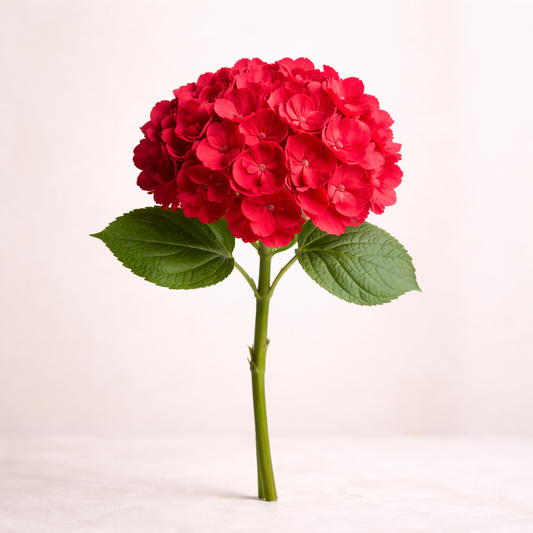Red Hydrangea – Bold Statement (Per Stem)