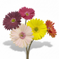 Artificial Gerberas
