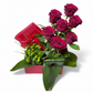 Veloria Rouge