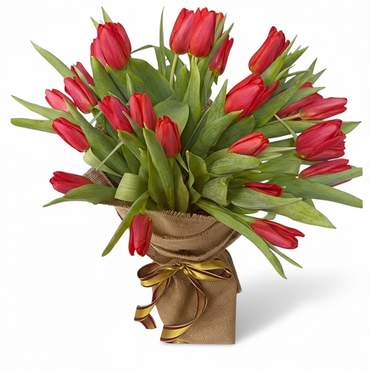 Golden Red Tulip Splendor