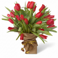 Golden Red Tulip Splendor