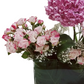 The Hydrangea Harmon