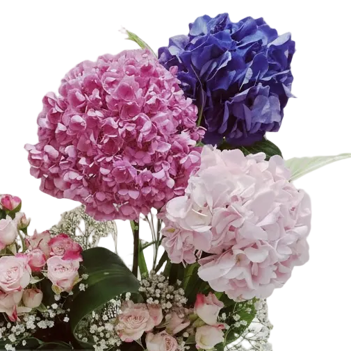 The Hydrangea Harmon