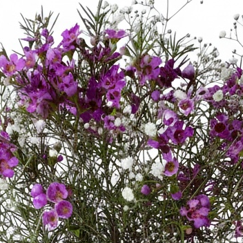 Wild Amethyst Aster