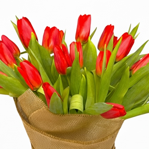 Golden Red Tulip Splendor