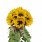 Sunshine Garden