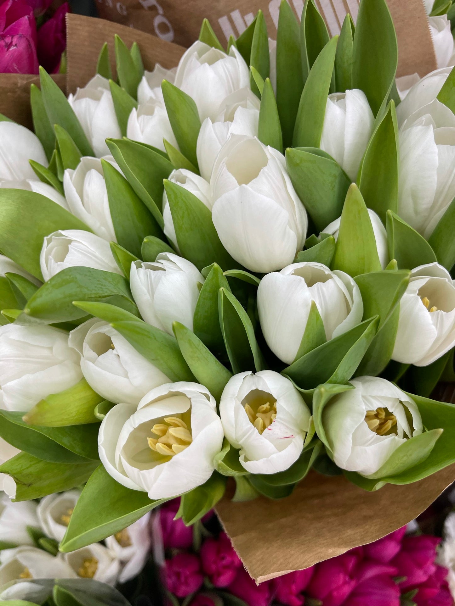 Special Offer On Tulips