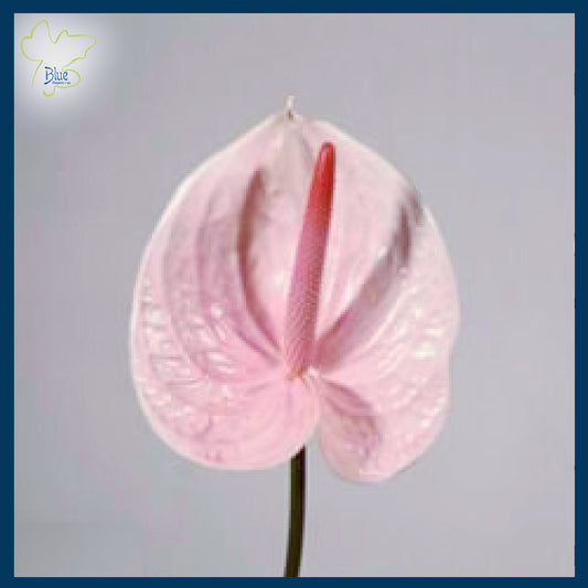 Anthurium