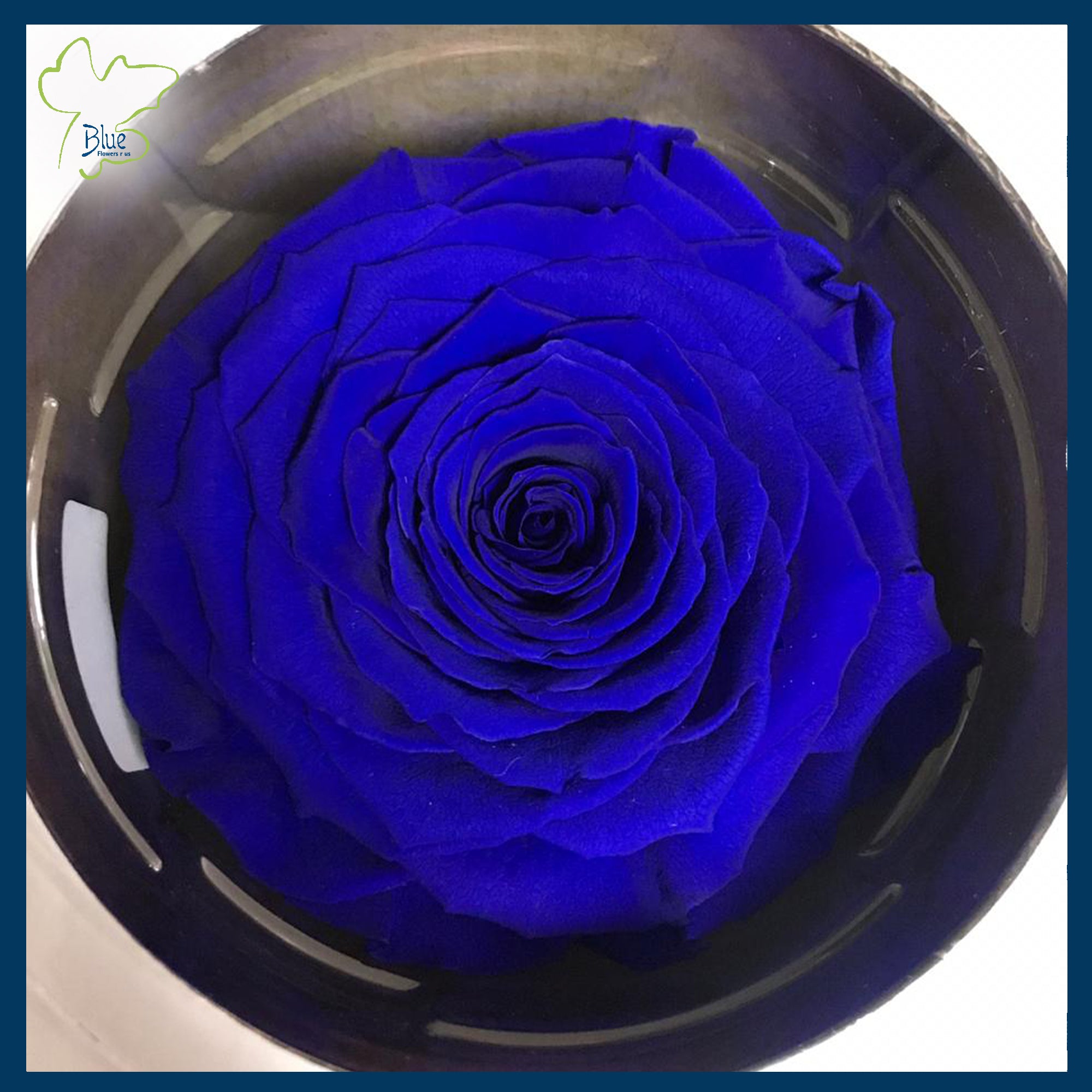 VVIP Roses – Blue Flowers UAE