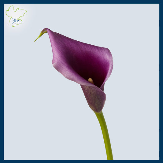 Calla lily