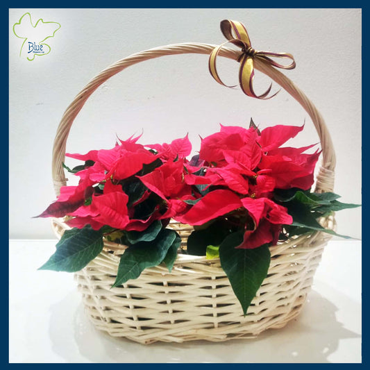 The Poinsettia Basket