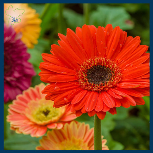 Gerbera