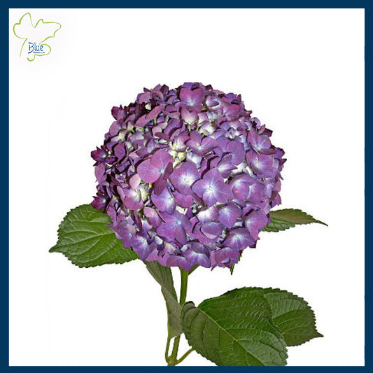 Hydrangea