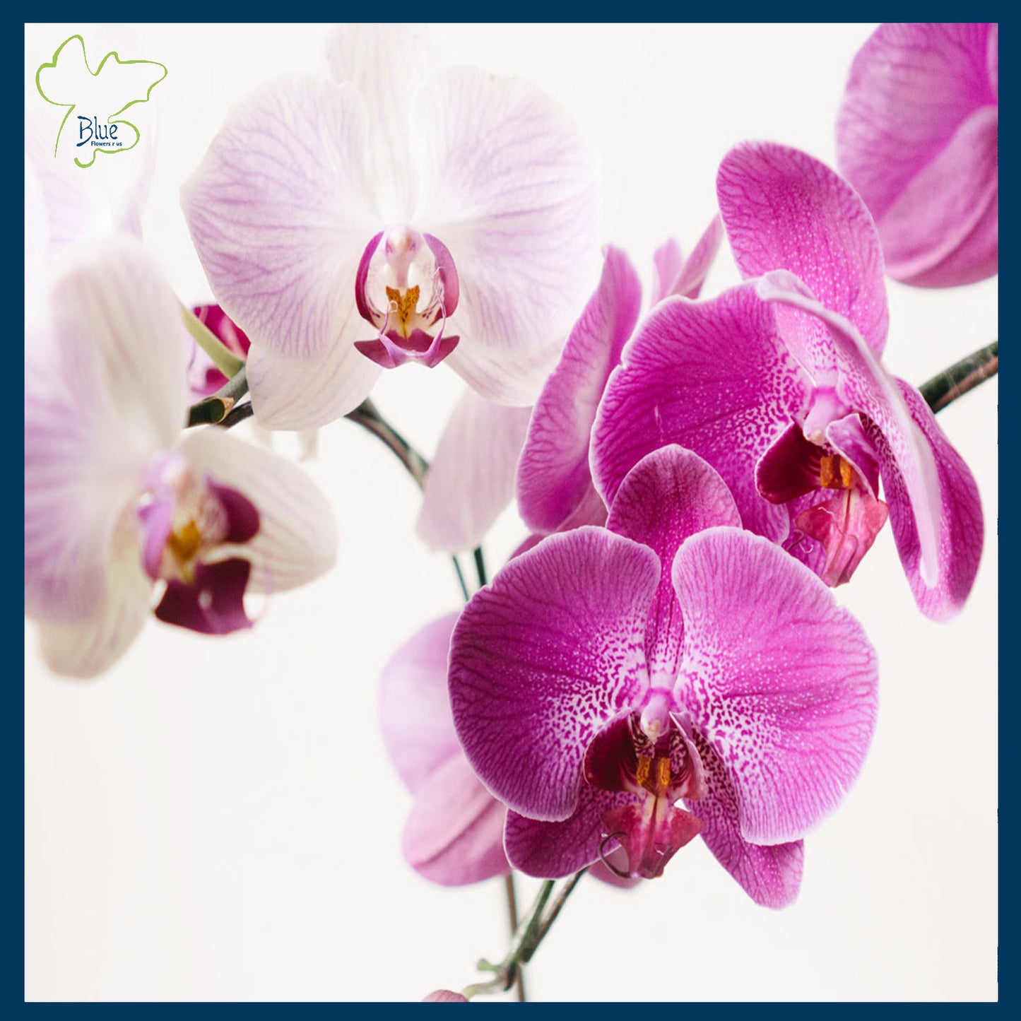 Orchids