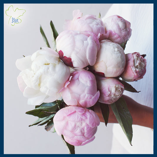 VIP Peonies