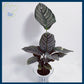 Calathea Whitestar