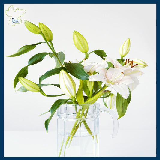 Weekly Lilies (Stargazer) for your Home