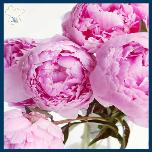 Weekly Peonies for your Home