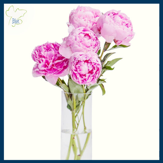 Weekly Peonies for your Home