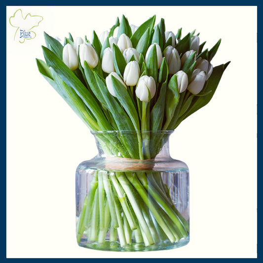 Weekly Tulips for your Home
