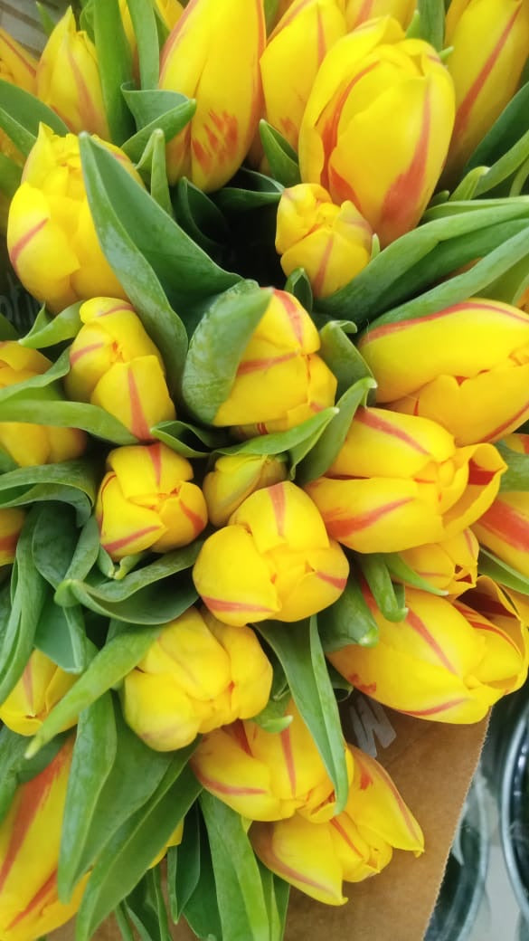 Special Offer On Tulips